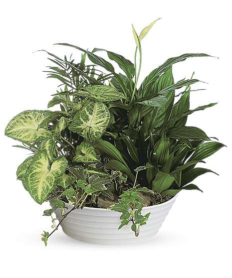 Dish garden with a bright blooming kalanchoe plant and fresh-cut flowers.