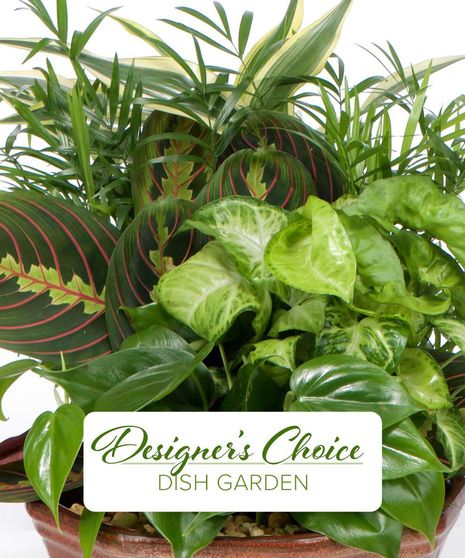 example of designers choice plant mixture