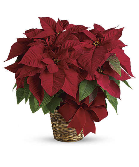 Poinsettia