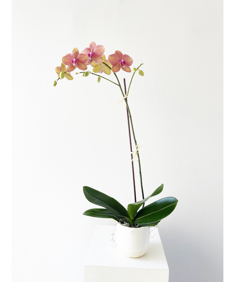Orchid plant in a glass cube with river rock and moss. 