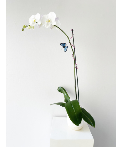Orchid plant in a glass cube with river rock and moss. 