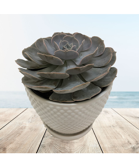 succulent plant in gorgeous container