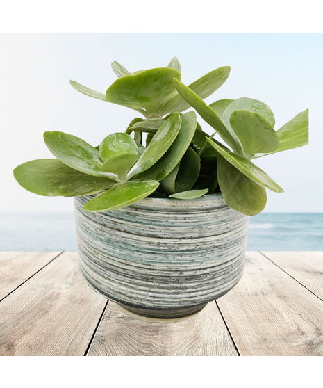 succulent plant in gorgeous container