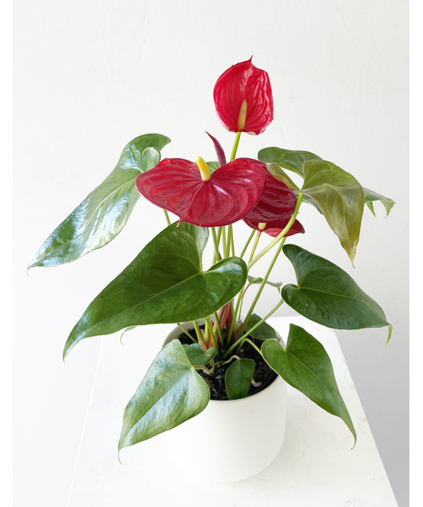 Anthurium