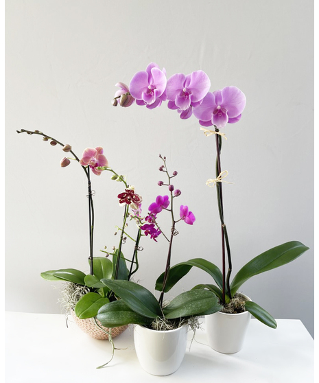 Orchid Plants