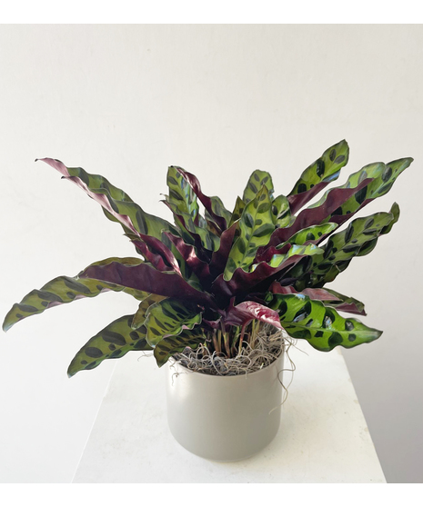 Calathea Plant