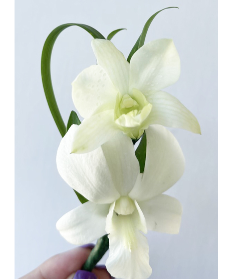 Dendrobium Orchid Boutonniere