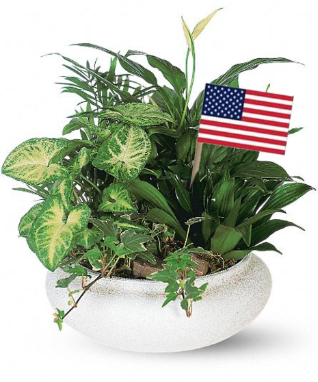 Patriotic Dish Garden