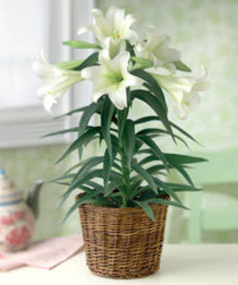 Easter lily plant