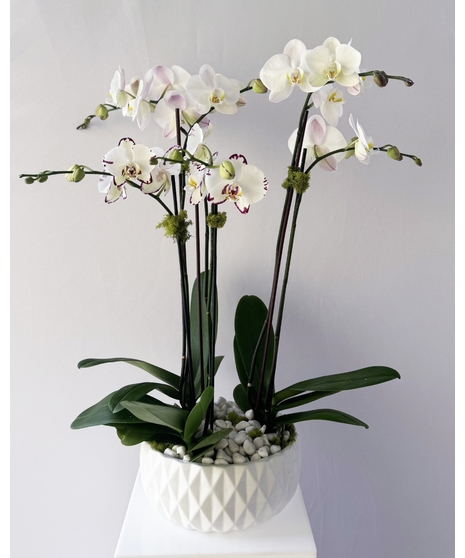 Exotica Orchids