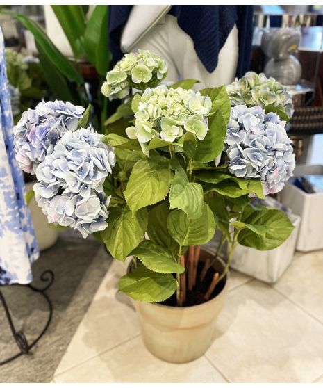 hydrangea plants