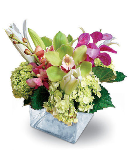 Orchid Bliss