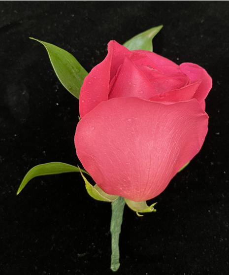 Rose Boutonniere