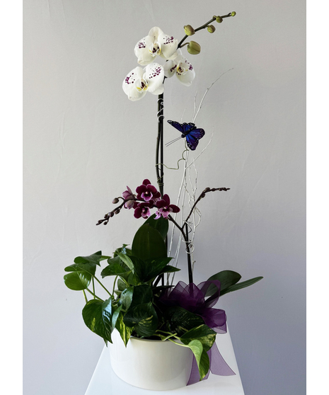orchid dish garden with butterfly accent