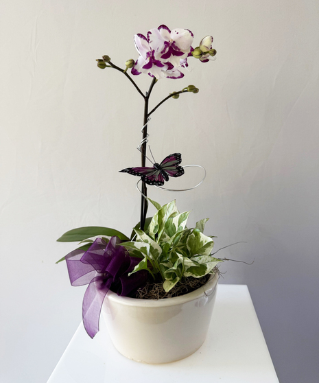 orchid dish garden with butterfly accent