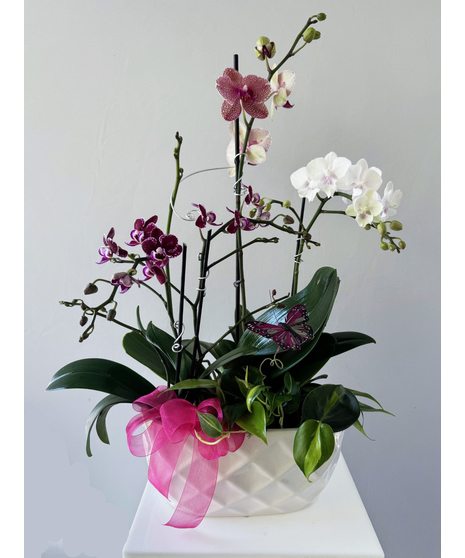 orchid dish garden with butterfly accent