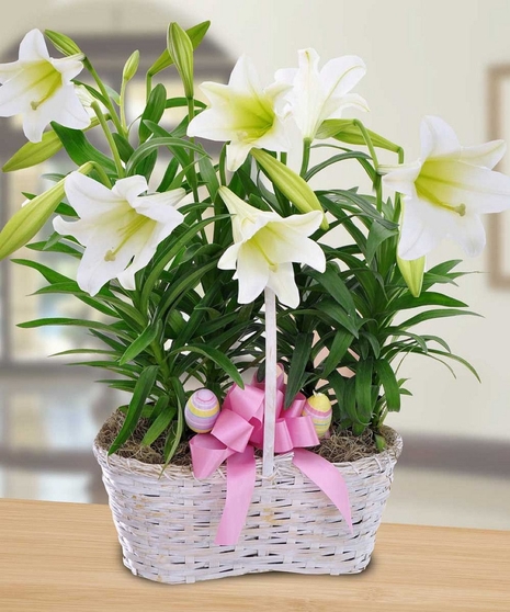Easter Lily Plant