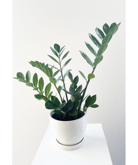 ZZ Plant  in Ceramic Pot